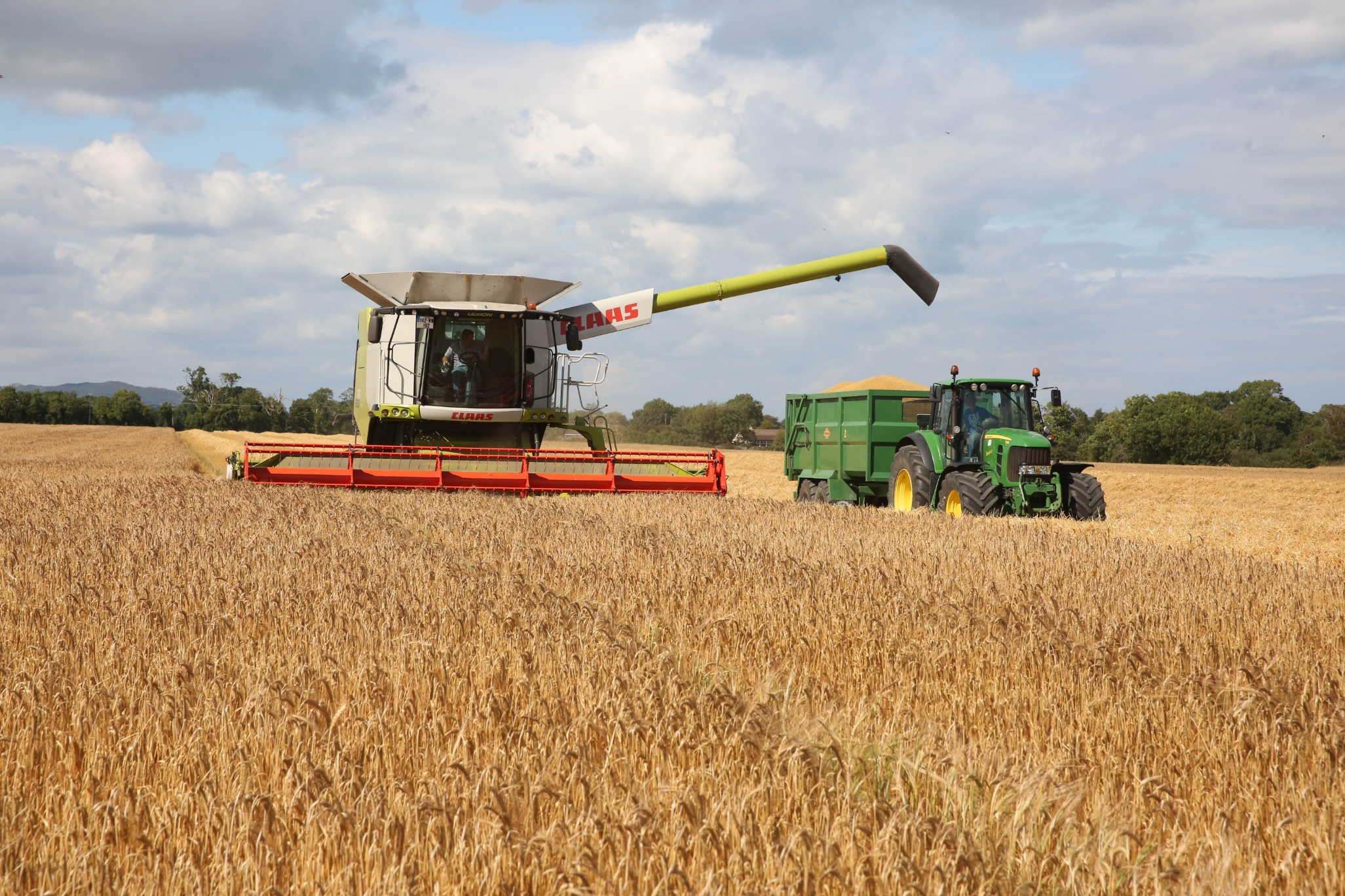 Combine cutting corn and a tractor taking the corn from the combine