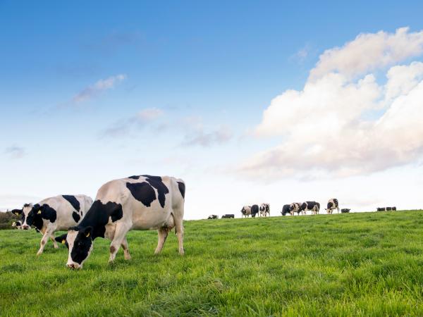 Cow Grazing