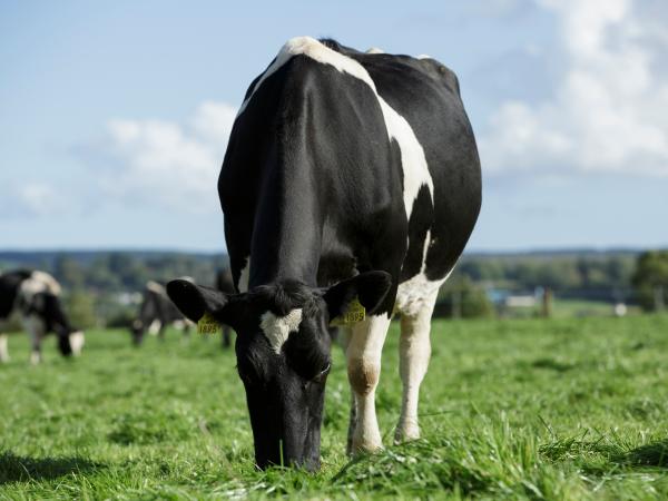 Cow grazing on grass