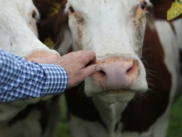 Mans hand patting cow carefully on the nose