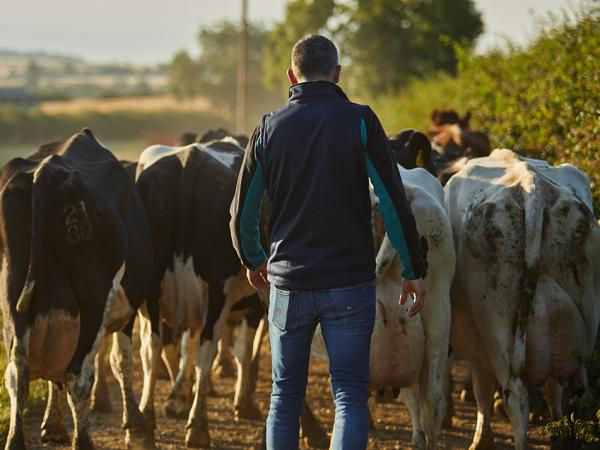 a farmer following behind cows