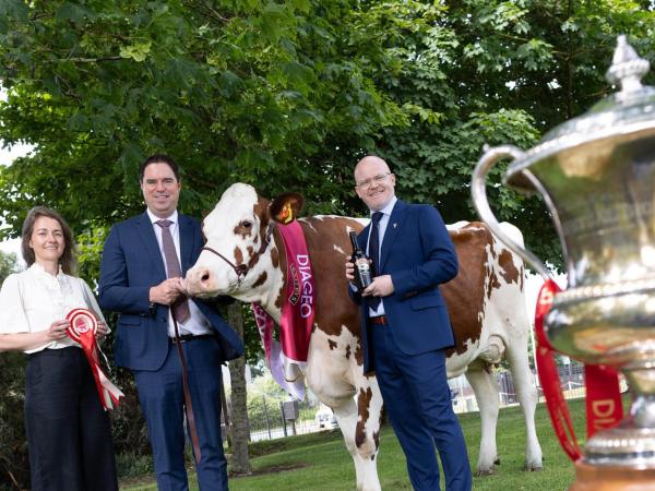 baileys-cows