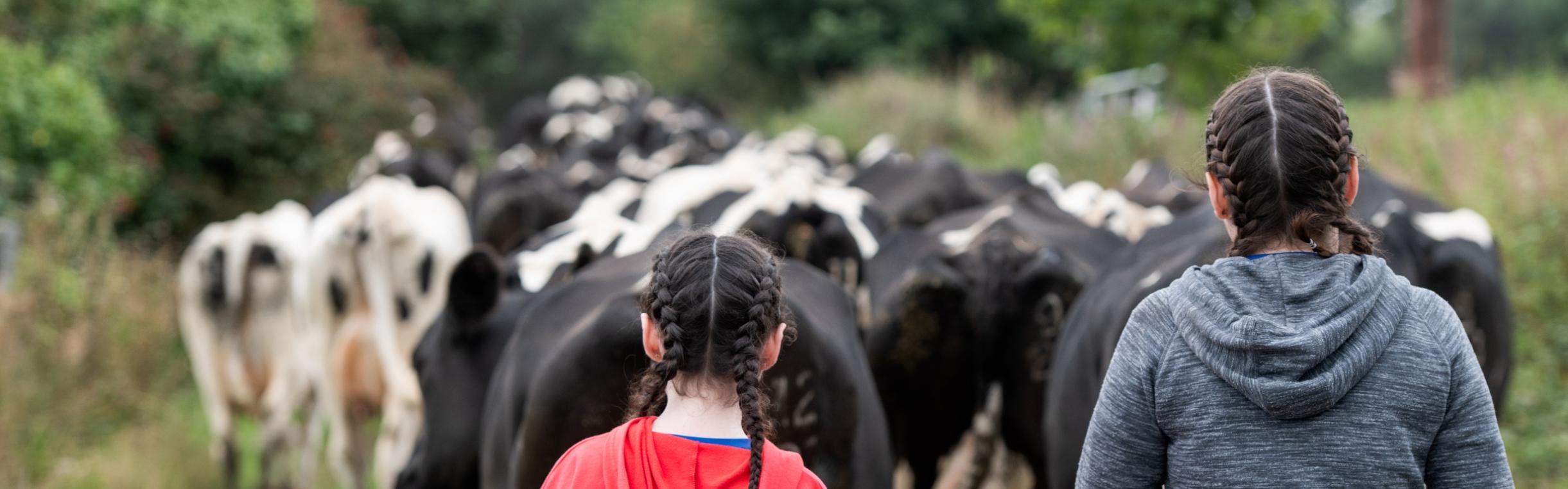 Two girls walking with cows