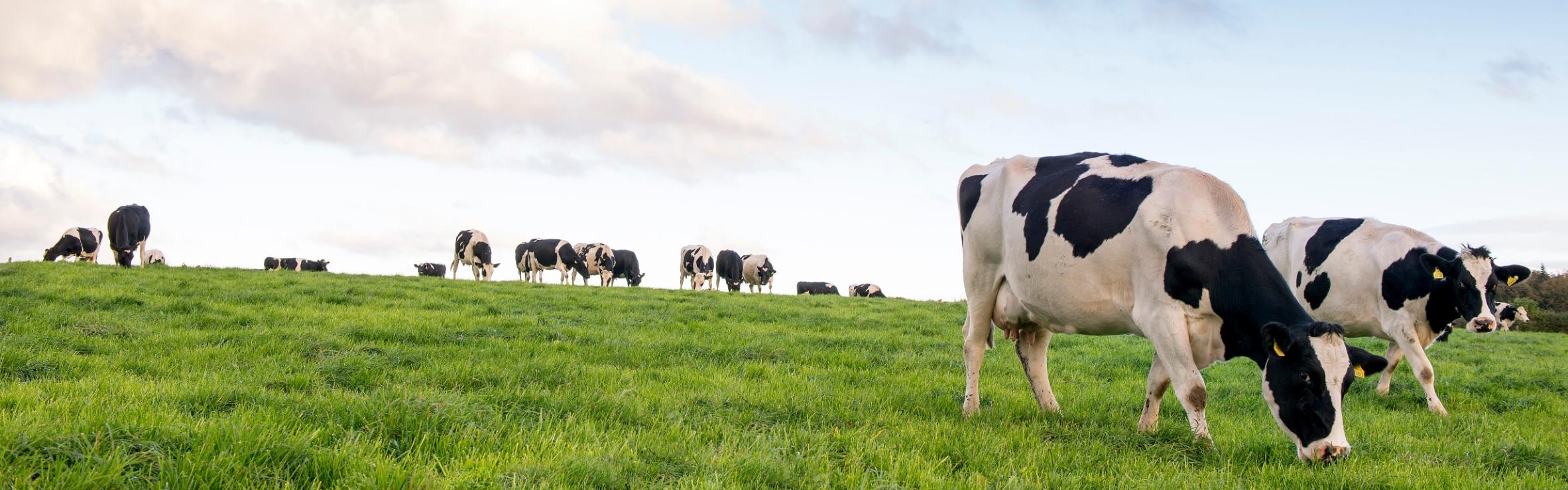 Two cows in field