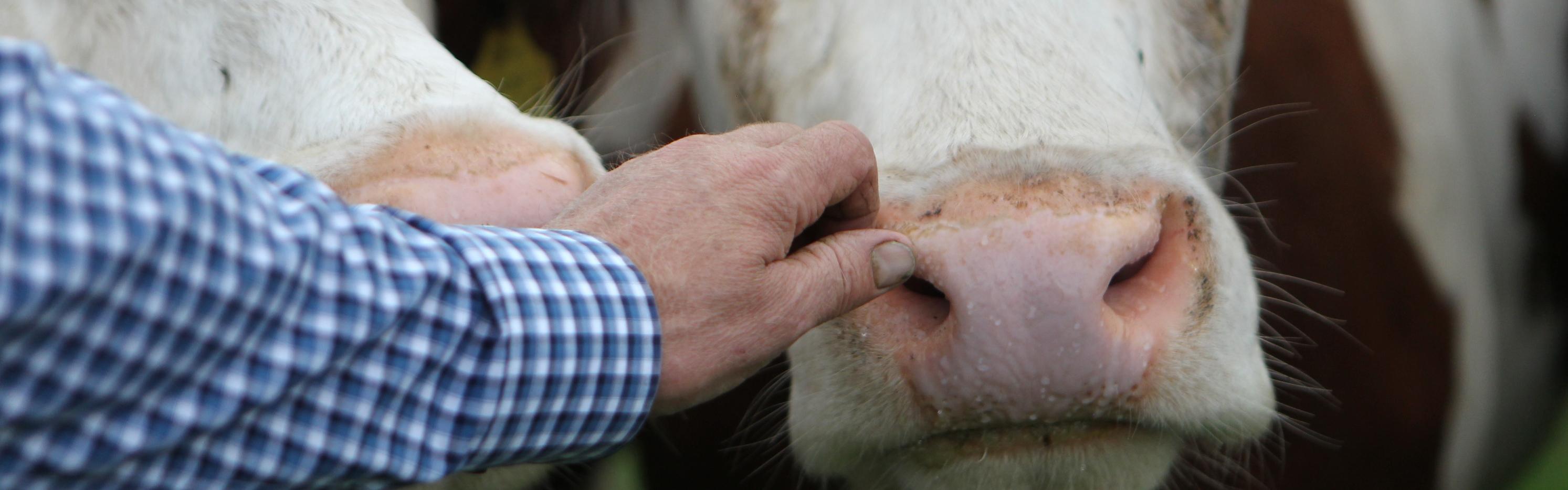 Mans hand patting cow carefully on the nose
