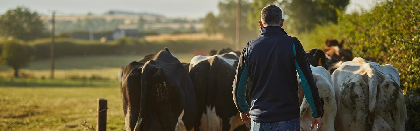 a farmer following behind cows