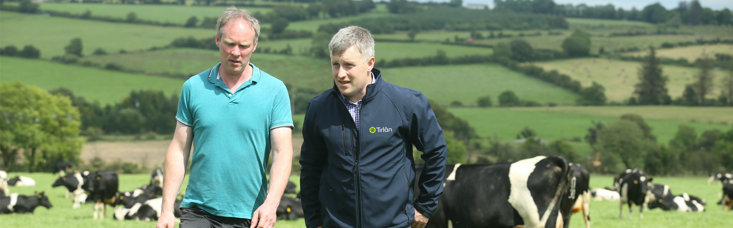 two men walking across a field of cows