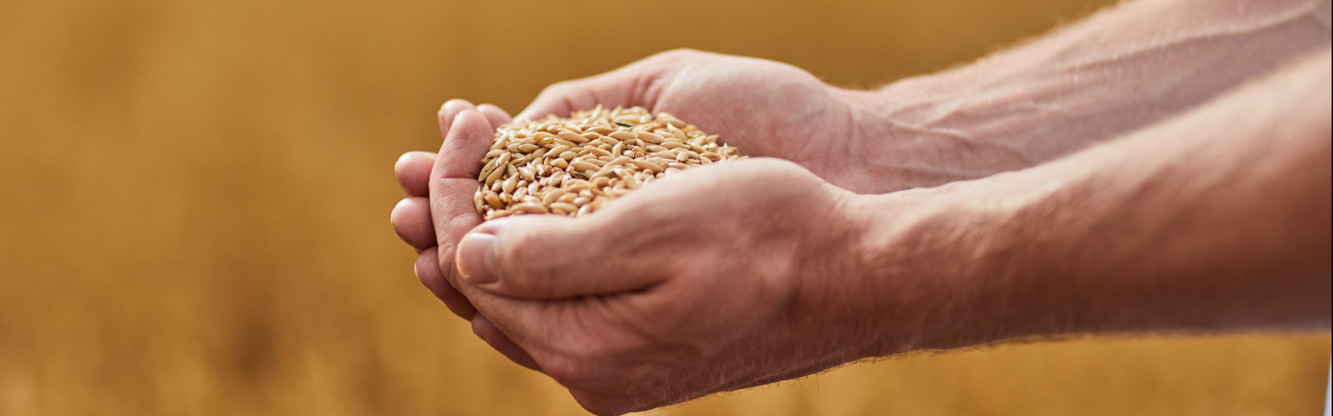 grain-price-1920-x-1274-3
