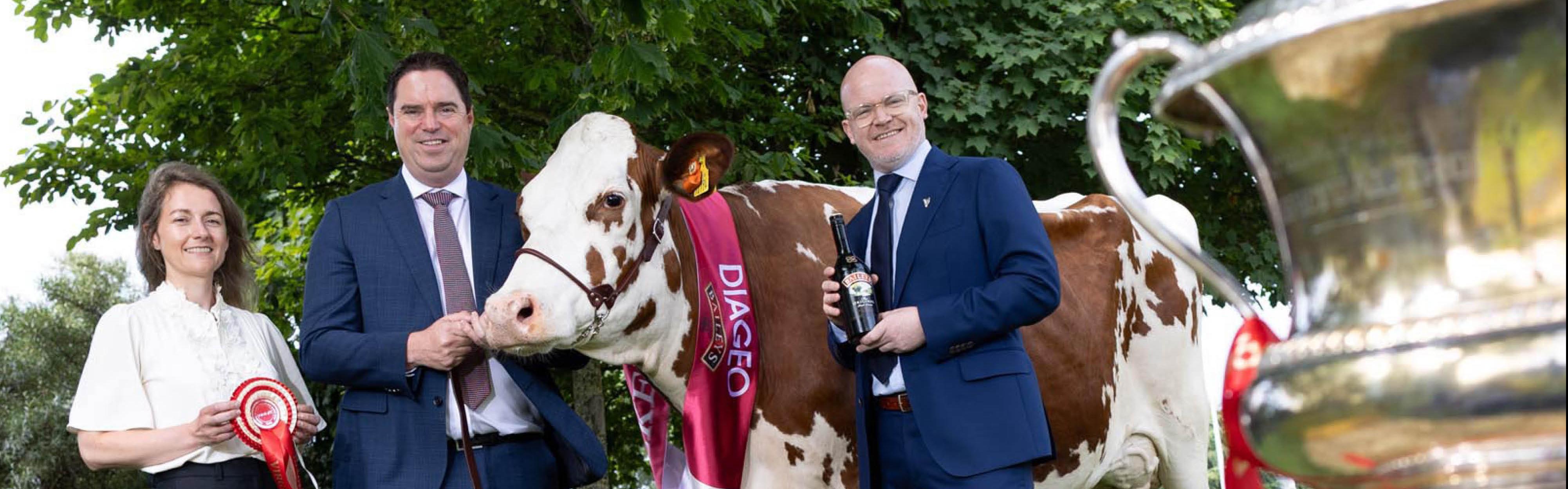 baileys-cows