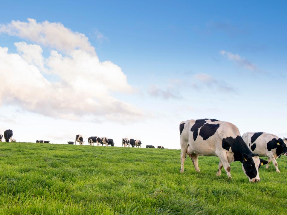 cows in a field