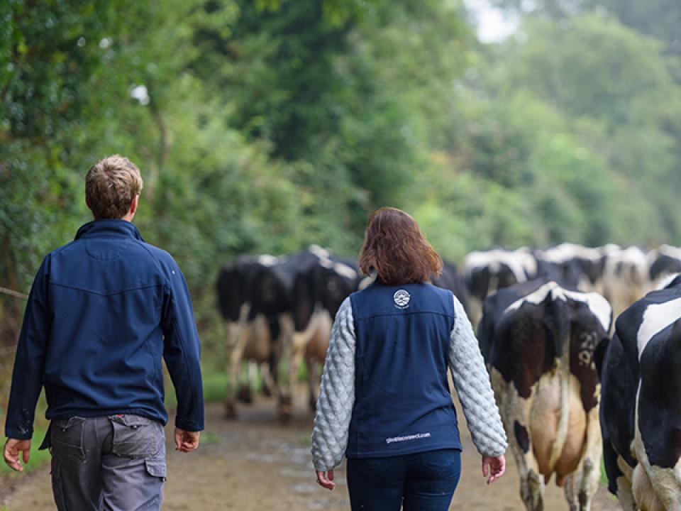 image of farmers walking behind cows